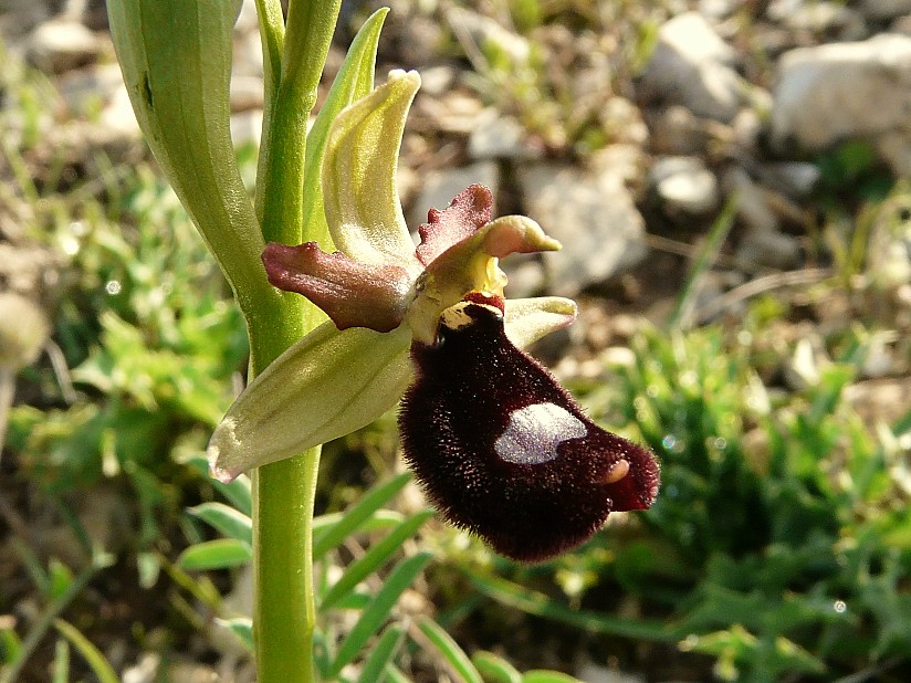 Ophrys bertoloniiformis